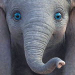 dumbo